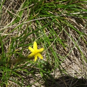 Hypoxis hygrometrica var. hygrometrica at Paddys River, ACT - 22 Nov 2015