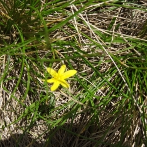 Hypoxis hygrometrica var. hygrometrica at Paddys River, ACT - 22 Nov 2015 10:47 AM