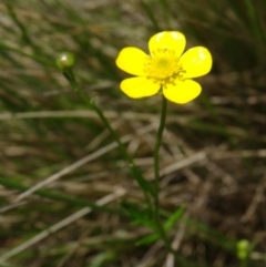 Ranunculus lappaceus (Australian Buttercup) at Paddys River, ACT - 21 Nov 2015 by galah681