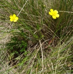 Ranunculus lappaceus at Paddys River, ACT - 22 Nov 2015