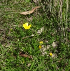 Ranunculus lappaceus at Paddys River, ACT - 22 Nov 2015