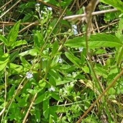 Myosotis laxa subsp. caespitosa at Paddys River, ACT - 22 Nov 2015 10:48 AM