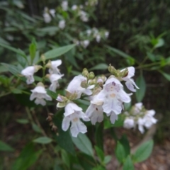 Prostanthera lasianthos (Victorian Christmas Bush) at Paddys River, ACT - 22 Nov 2015 by galah681