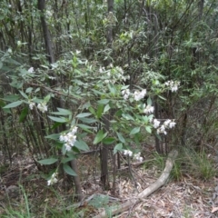 Prostanthera lasianthos at Paddys River, ACT - 22 Nov 2015 10:55 AM