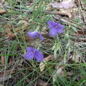 Thysanotus tuberosus subsp. tuberosus at Paddys River, ACT - 22 Nov 2015 11:05 AM