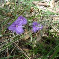 Thysanotus tuberosus subsp. tuberosus at Paddys River, ACT - 22 Nov 2015 11:05 AM