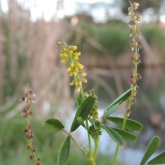 Melilotus indicus (Hexham Scent) at Point Hut Pond - 28 Oct 2015 by michaelb