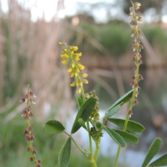 Melilotus indicus (Hexham Scent) at Gordon, ACT - 28 Oct 2015 by MichaelBedingfield