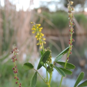 Melilotus indicus at Gordon, ACT - 28 Oct 2015