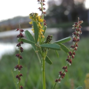 Melilotus indicus at Gordon, ACT - 28 Oct 2015