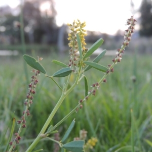 Melilotus indicus at Gordon, ACT - 28 Oct 2015