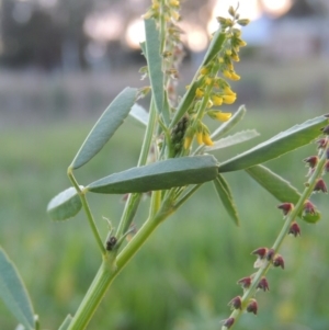 Melilotus indicus at Gordon, ACT - 28 Oct 2015