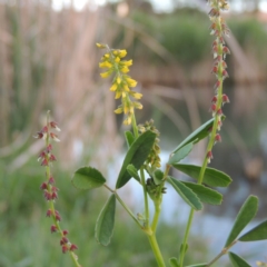 Melilotus indicus at Gordon, ACT - 28 Oct 2015