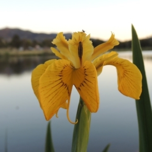 Iris pseudacorus at Gordon, ACT - 28 Oct 2015