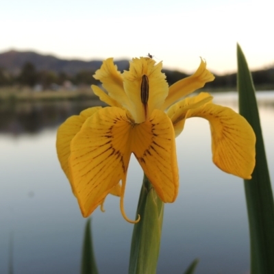 Iris pseudacorus (Yellow Flag) at Gordon, ACT - 28 Oct 2015 by michaelb