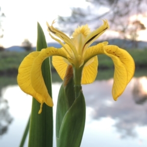 Iris pseudacorus at Gordon, ACT - 28 Oct 2015