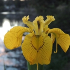 Iris pseudacorus at Gordon, ACT - 28 Oct 2015 07:47 PM