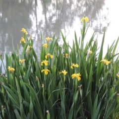 Iris pseudacorus at Gordon, ACT - 28 Oct 2015 07:47 PM