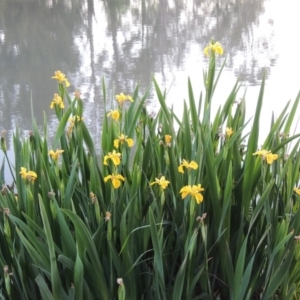 Iris pseudacorus at Gordon, ACT - 28 Oct 2015