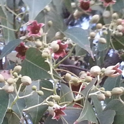 Brachychiton populneus subsp. populneus (Kurrajong) at Mount Majura - 17 Dec 2015 by MAX