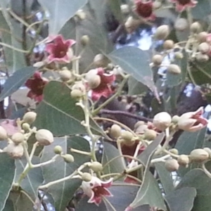 Brachychiton populneus subsp. populneus at Watson, ACT - 17 Dec 2015