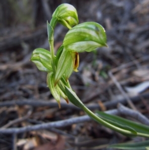 Bunochilus umbrinus (ACT) = Pterostylis umbrina (NSW) at suppressed - suppressed