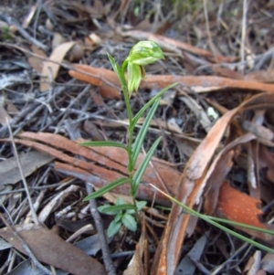 Bunochilus umbrinus (ACT) = Pterostylis umbrina (NSW) at suppressed - 15 Aug 2015