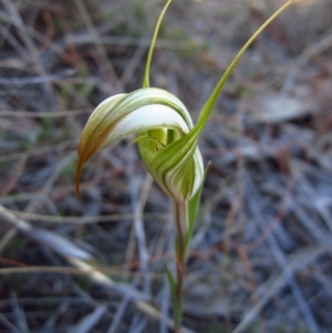 Diplodium ampliatum at Aranda, ACT - suppressed