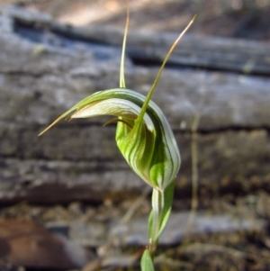 Diplodium ampliatum at Aranda, ACT - 19 Mar 2014