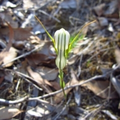 Diplodium ampliatum at Aranda, ACT - suppressed