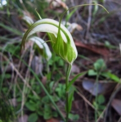 Diplodium ampliatum (Large Autumn Greenhood) at Cook, ACT - 19 Apr 2014 by CathB