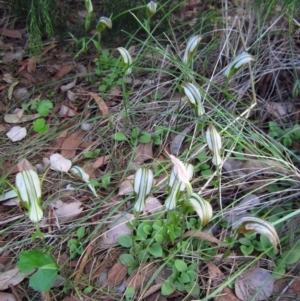 Diplodium ampliatum at Cook, ACT - 19 Apr 2014