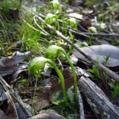 Pterostylis nutans (Nodding Greenhood) at Aranda, ACT - 16 Sep 2014 by CathB