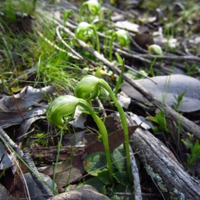 Pterostylis nutans (Nodding Greenhood) at Aranda Bushland - 16 Sep 2014 by CathB