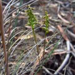 Corunastylis clivicola (Rufous midge orchid) at Cook, ACT - 4 Mar 2015 by CathB