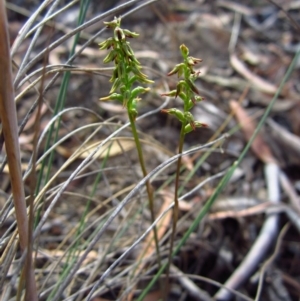 Corunastylis clivicola at Cook, ACT - suppressed