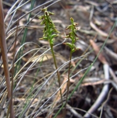Corunastylis clivicola (Rufous midge orchid) at Cook, ACT - 3 Mar 2015 by CathB
