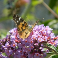 Vanessa kershawi (Australian Painted Lady) at Fadden, ACT - 18 Dec 2015 by RyuCallaway