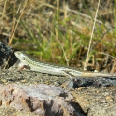 Ctenotus robustus (Robust Striped-skink) at Fadden, ACT - 19 Dec 2015 by ArcherCallaway