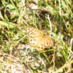 Heteronympha merope (Common Brown Butterfly) at Wanniassa Hill - 18 Dec 2015 by RyuCallaway