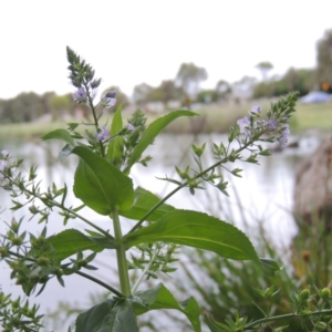 Veronica anagallis-aquatica at Gordon, ACT - 4 Nov 2015