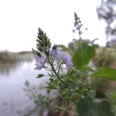 Veronica anagallis-aquatica at Gordon, ACT - 4 Nov 2015