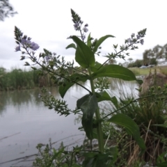 Veronica anagallis-aquatica at Gordon, ACT - 4 Nov 2015