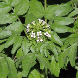 Rorippa nasturtium-aquaticum at Gordon, ACT - 4 Nov 2015