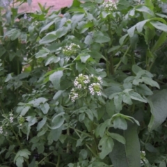 Rorippa nasturtium-aquaticum at Gordon, ACT - 4 Nov 2015 07:06 PM