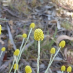 Calocephalus citreus (Lemon Beauty Heads) at O'Malley, ACT - 18 Dec 2015 by Mike