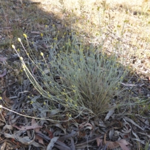 Calocephalus citreus at O'Malley, ACT - 19 Dec 2015 08:39 AM