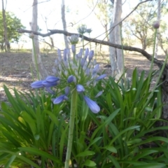 Agapanthus praecox subsp. orientalis (Agapanthus) at O'Malley, ACT - 18 Dec 2015 by Mike