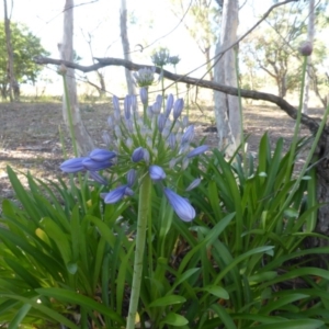 Agapanthus praecox subsp. orientalis at O'Malley, ACT - 18 Dec 2015