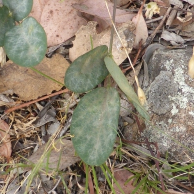 Oxytes brachypoda (Large Tick-trefoil) at Jerrabomberra, ACT - 14 Dec 2015 by Mike